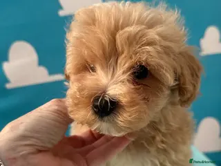 Maltipoo dogs Maltipoo puppies READY NOW ! - Advert 5