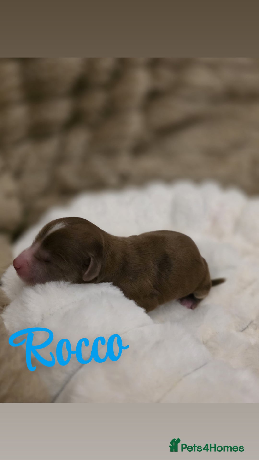 Cockapoo dogs for sale: 🤍 Beautiful F3 Multigen Cockapoo Puppies🤍 - Advert 12