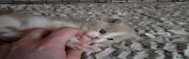 British Shorthair Kitten 1 - RESERVED