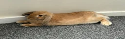 Mini Lop rabbits for sale: Mini lop female rabbit in Newcastle - Advert 5