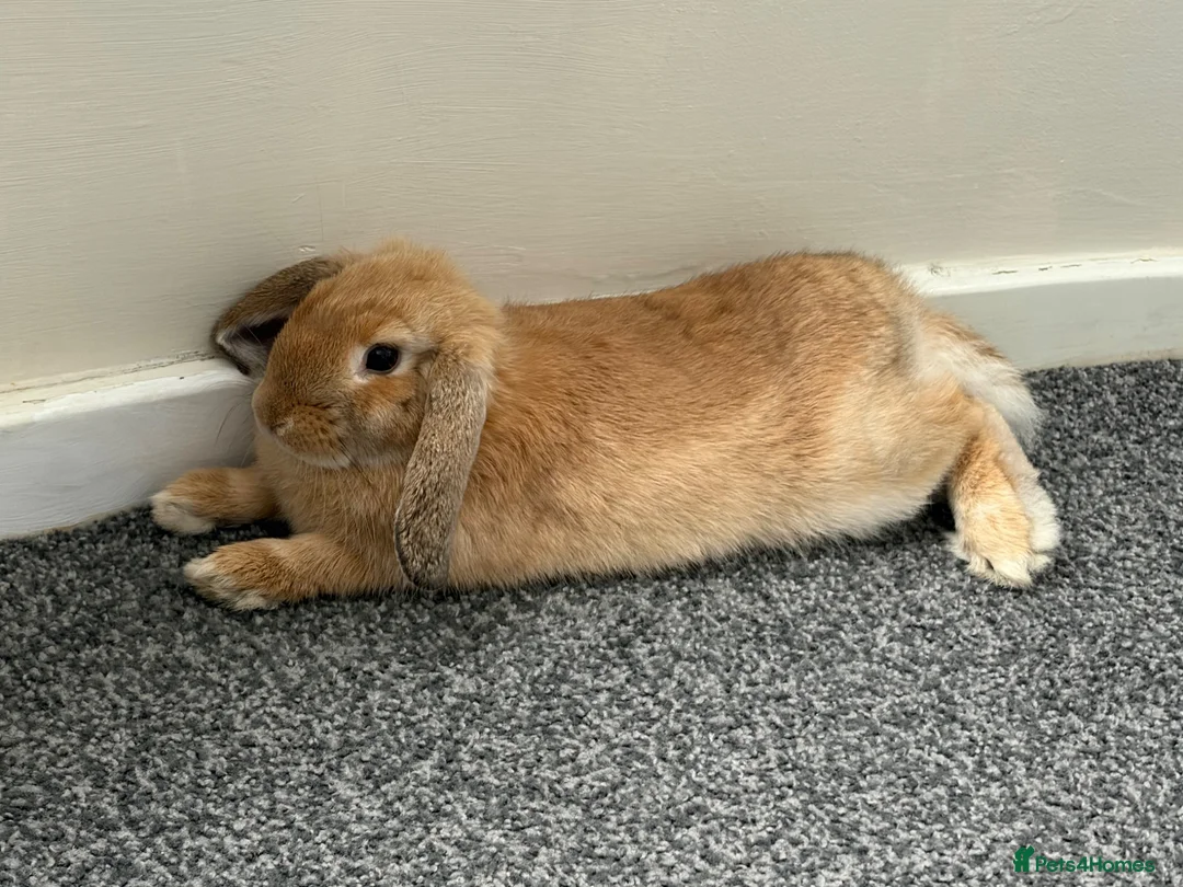 Mini Lop rabbits for sale: Mini lop female rabbit in Newcastle - Advert 5