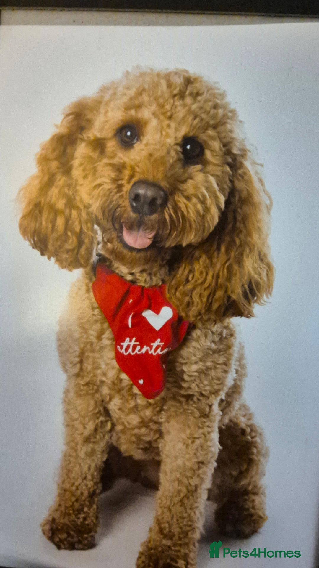 Mixed Breed dogs for sale: (Mum) Miniture aust labradoodle (dad) cockapoo - Advert 3