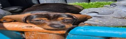 Dachshund dogs for sale: READY NOW Lovely Bunch Standard Dachshund puppies - Advert 12