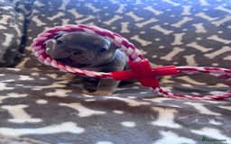 French Bulldog dogs for sale: Adorable French bulldog puppies!!🐶  - Image 25