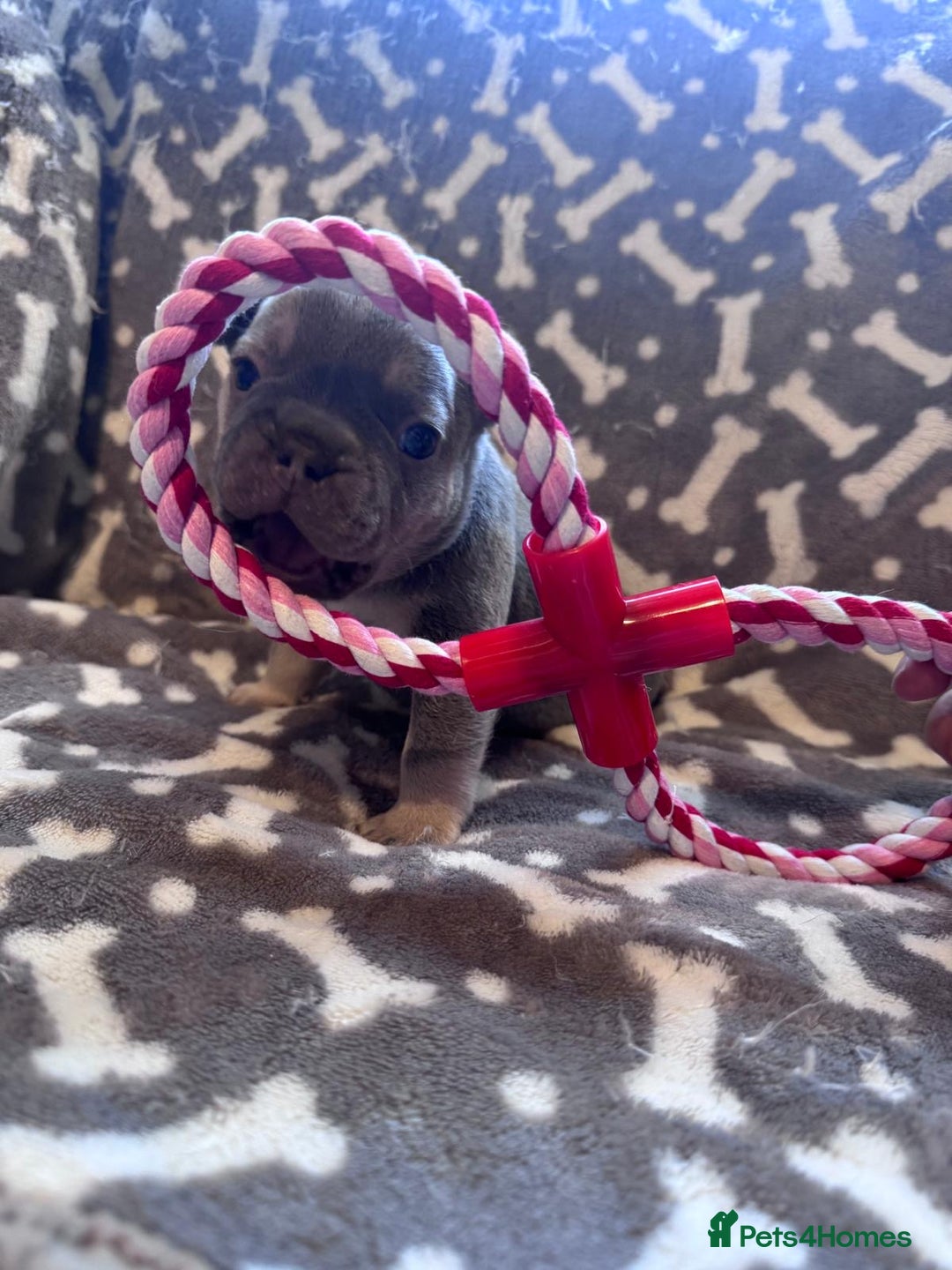 French Bulldog dogs for sale: Adorable French bulldog puppies!!🐶  - Image 25
