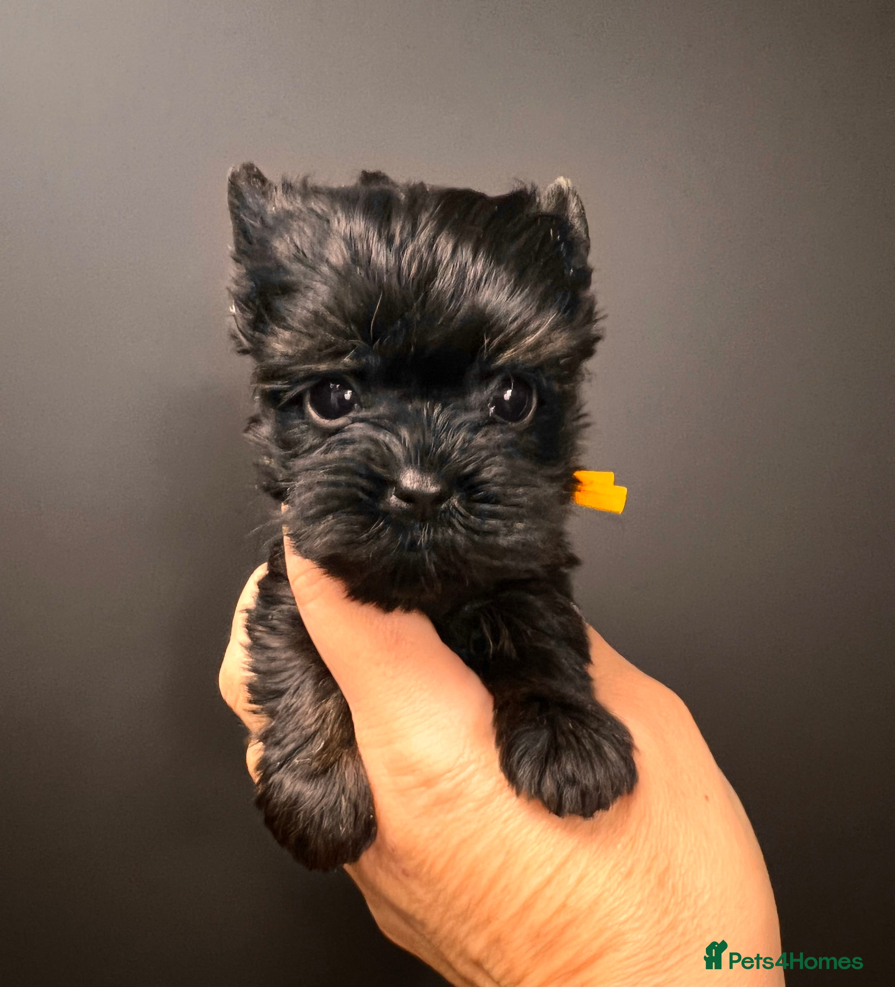 Yorkshire Terrier dogs ❀ Miniature Yorkshire Terriers – 4 Girls  ❀ - Advert 4