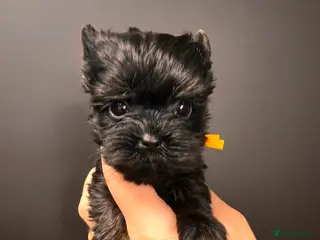 Yorkshire Terrier dogs ❀ Miniature Yorkshire Terriers – 4 Girls ❀ - Advert 4