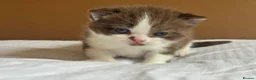 British Shorthair cats for sale: Chocolate bi boy BSH Kitten - Advert 5