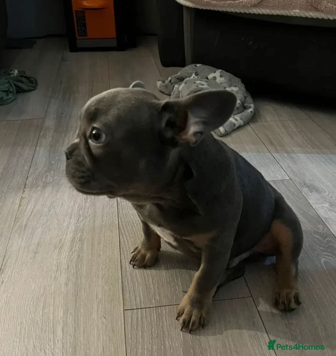 French Bulldog dogs for sale: French bull dog  - Advert 4