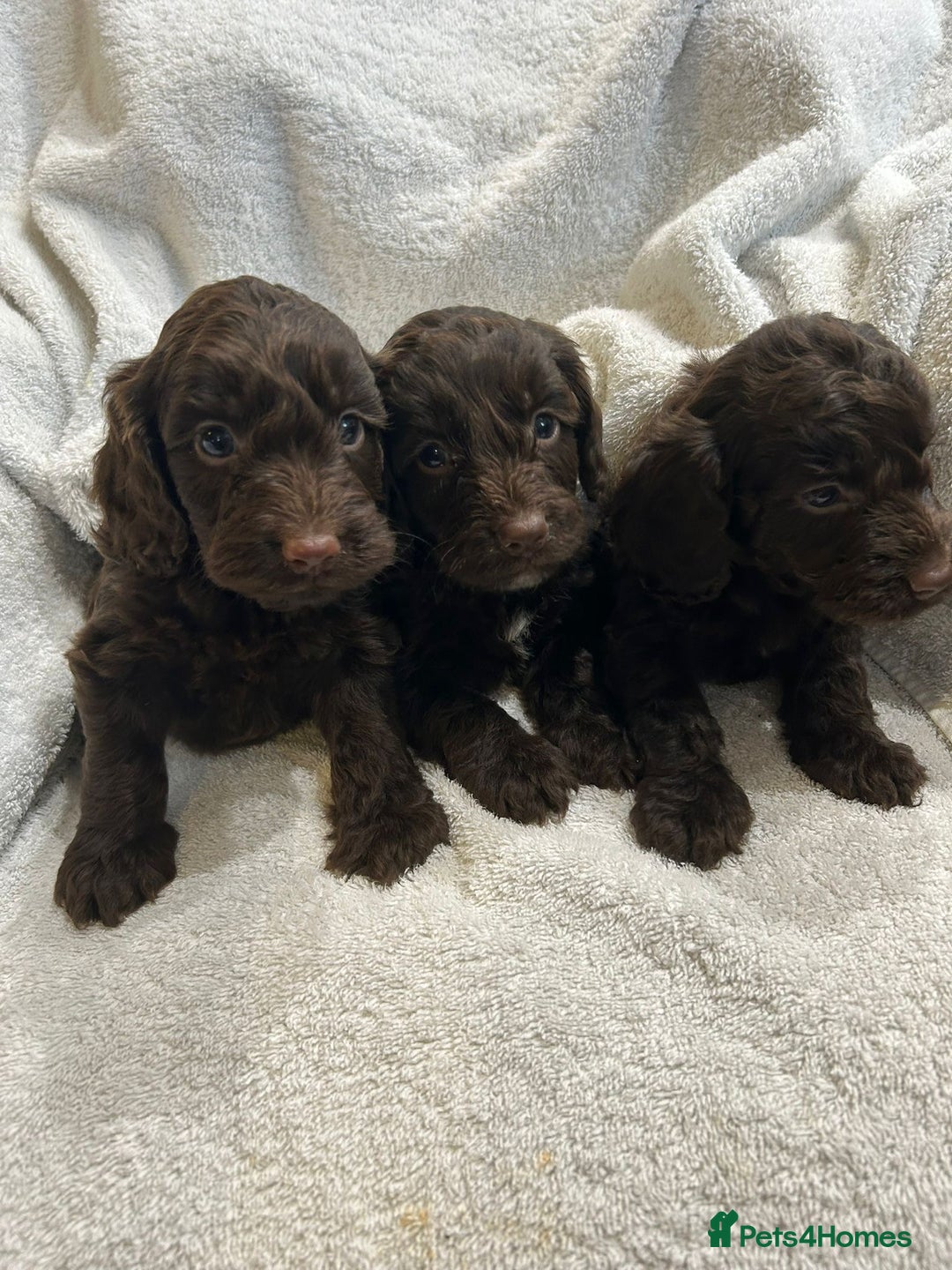 Cockapoo dogs for sale: Beautiful cockapoo puppies  - Advert 3