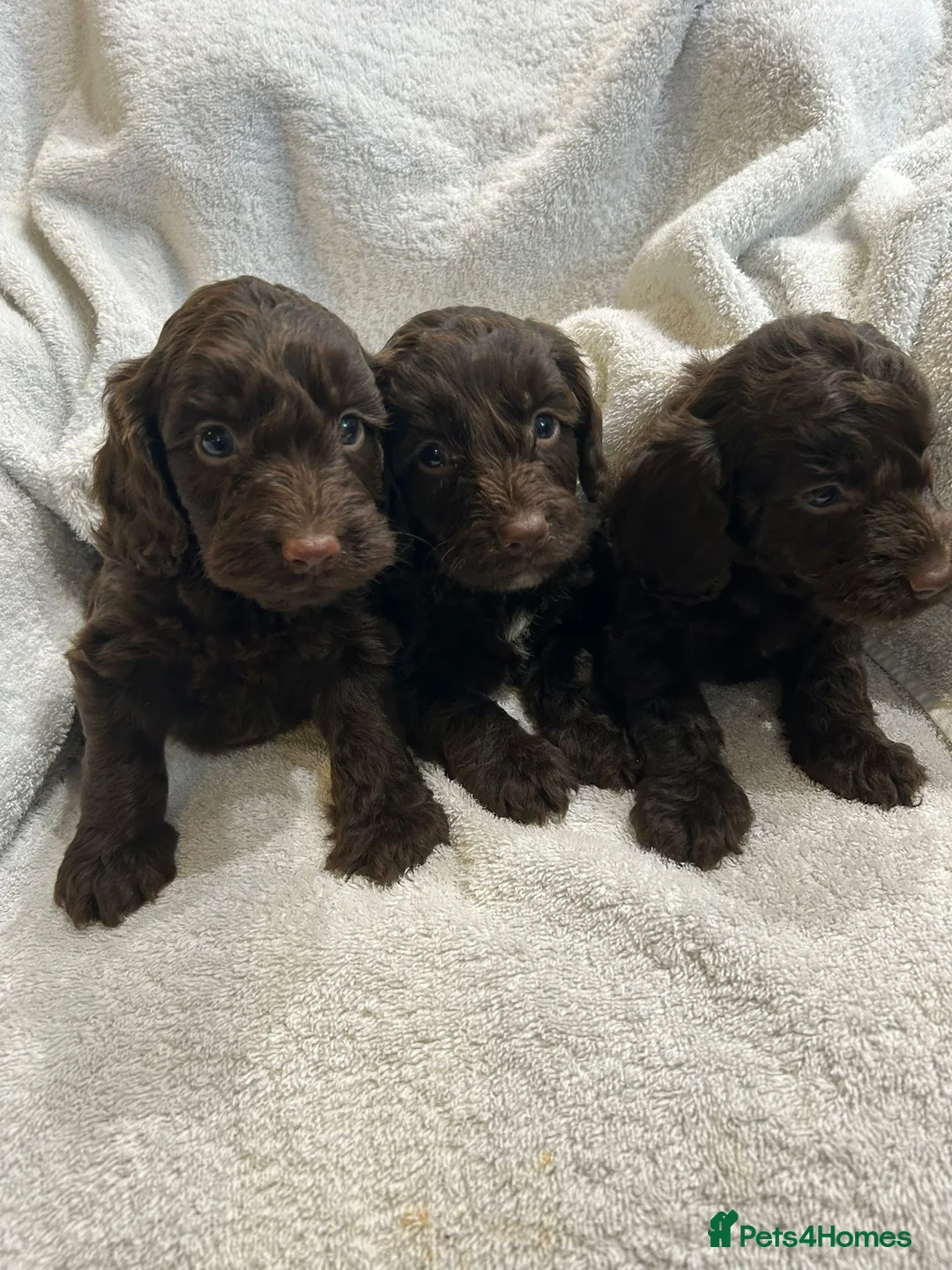 Cockapoo dogs for sale: Beautiful cockapoo puppies  - Advert 2