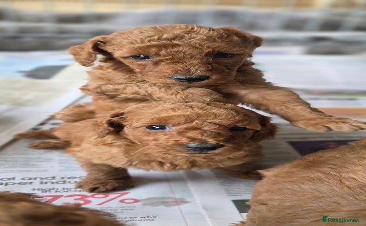 Miniature Poodle dogs - Advert 4