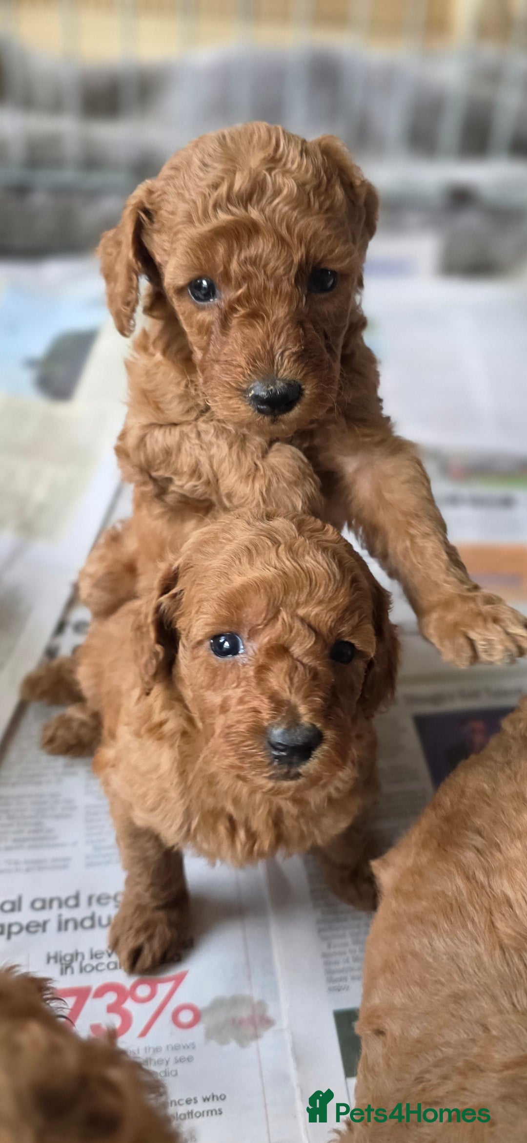 Miniature Poodle dogs for sale: MINIATURE POODLE PUPPIES - Image 11