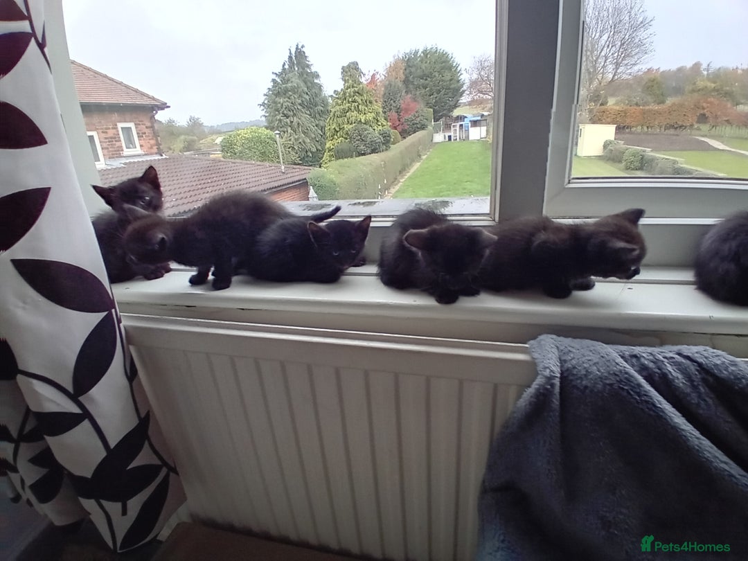 Mixed Breed cats for sale: Cross siamese - Image 7