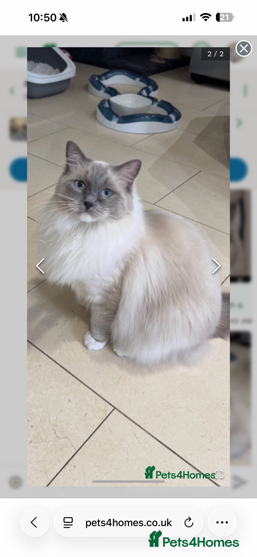 Ragdoll cats Stunning ragdolls kitten 🥰 - Advert 1