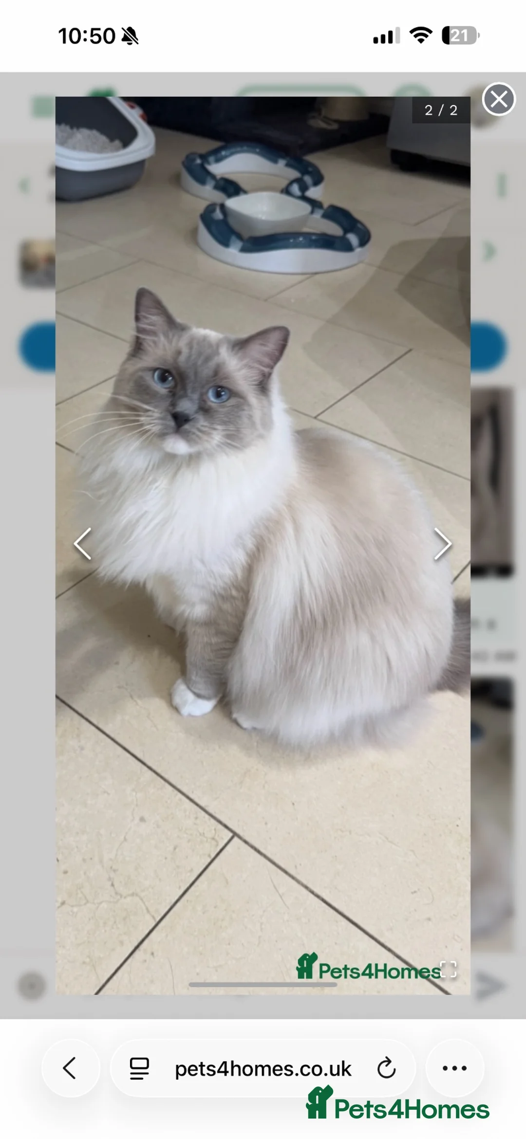 Ragdoll cats for sale: Stunning ragdolls kitten 🥰 - Advert 1