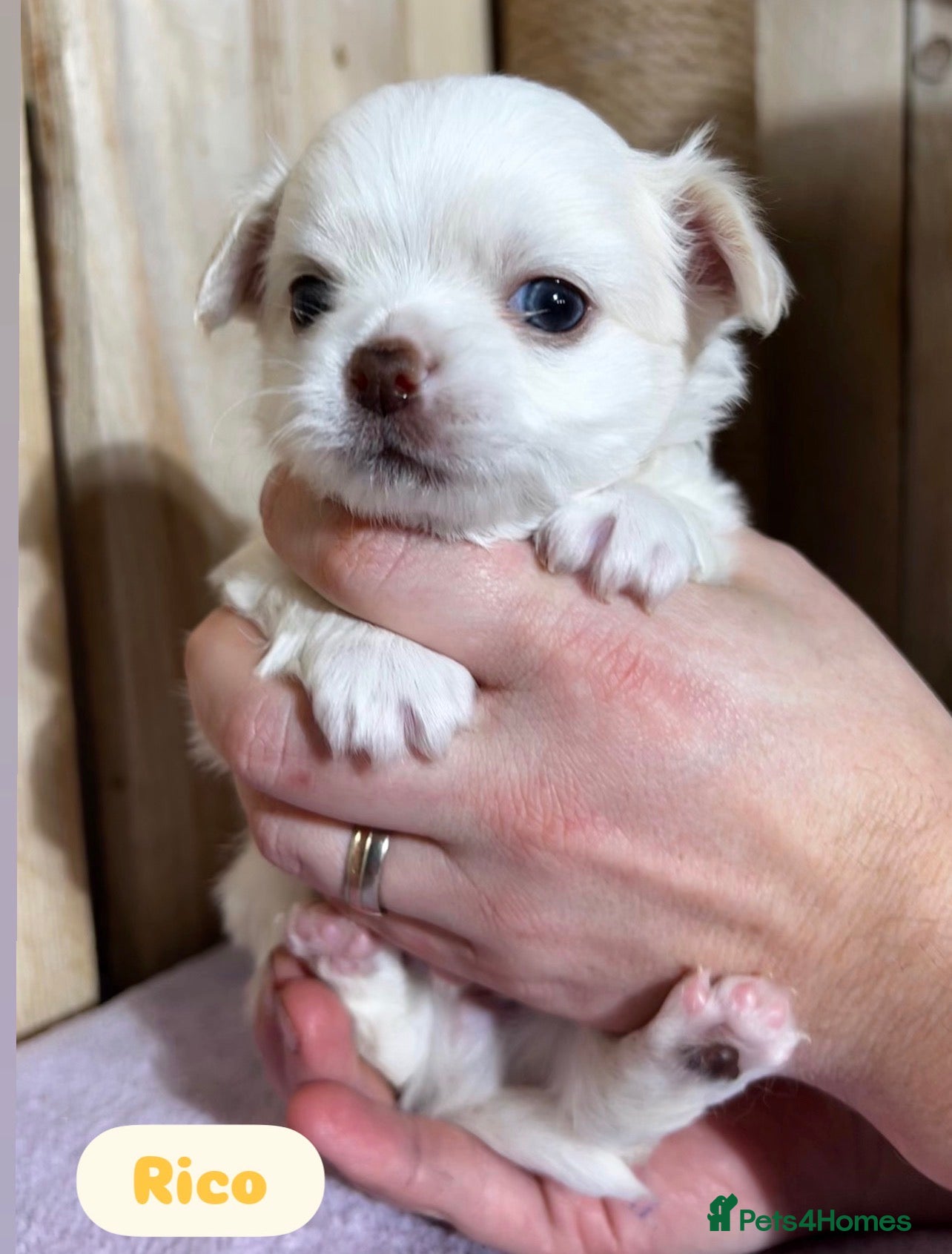 Chihuahua dogs  Long Coat Chihuahua 3 boys left Puppies - Advert 4