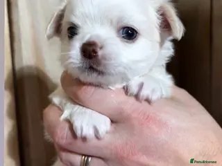 Chihuahua dogs Long Coat Chihuahua 3 boys left Puppies - Advert 4