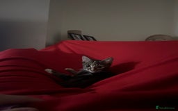 Maine Coon cats for sale: Taby part main coon  - Image 1