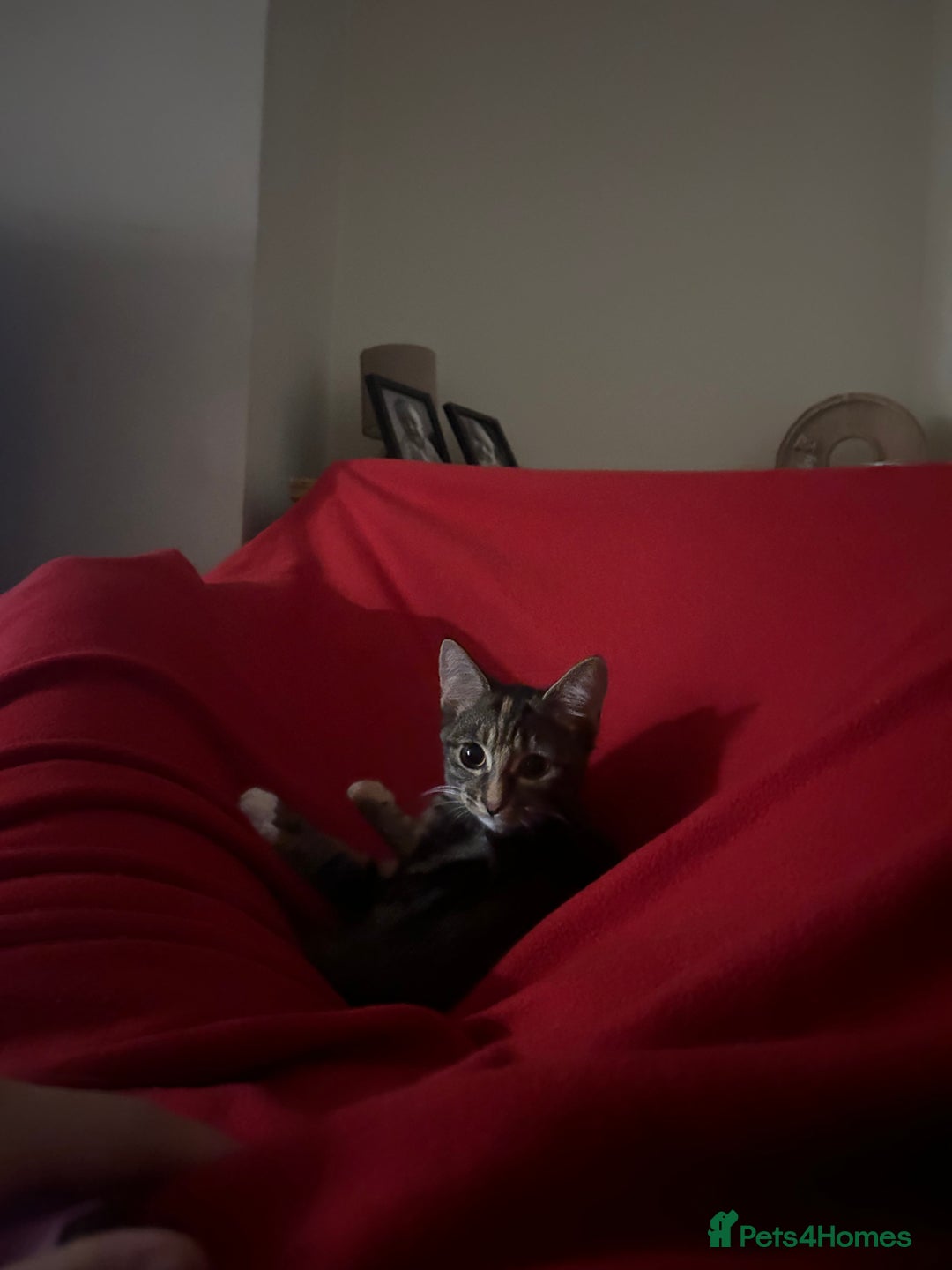 Maine Coon cats for sale: Taby part main coon  - Image 1