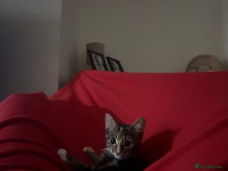 Maine Coon cats - Advert 37