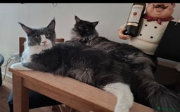 Maine Coon cats for sale: Purebred Maine Coon Kittens–Champion Bloodlines 🐾 - Image 13