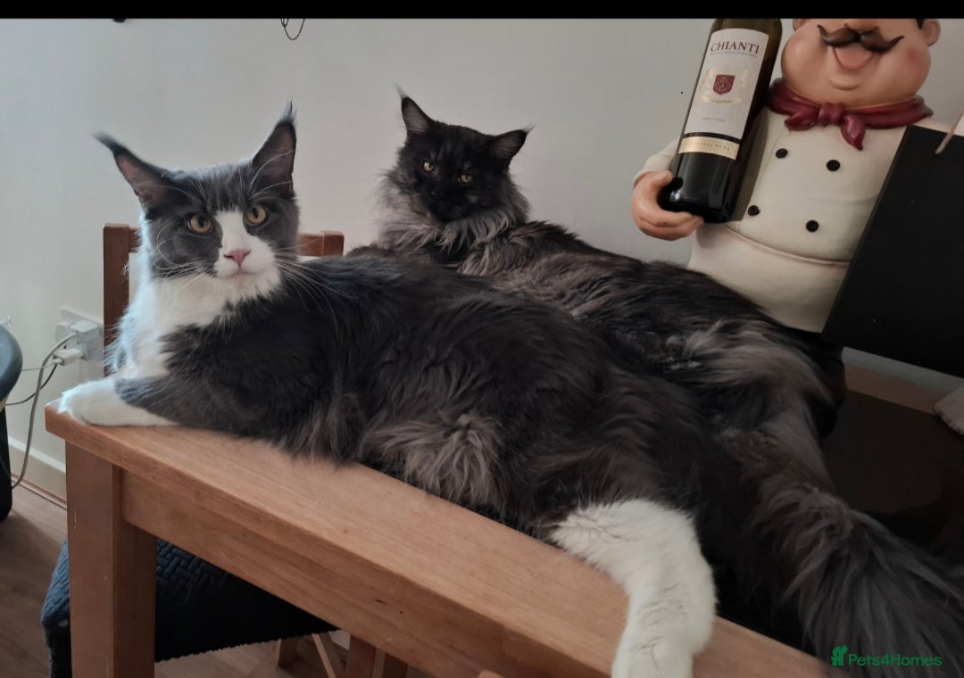 Maine Coon cats for sale: Purebred Maine Coon Kittens–Champion Bloodlines 🐾 - Image 13