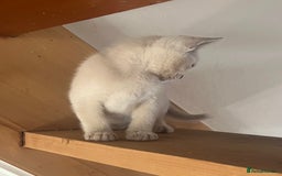 Burmese cats for sale: Stunningly beautiful cream and lilac boys - Image 3