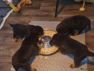 Rottweiler dogs Rottweiler pups - Advert 7