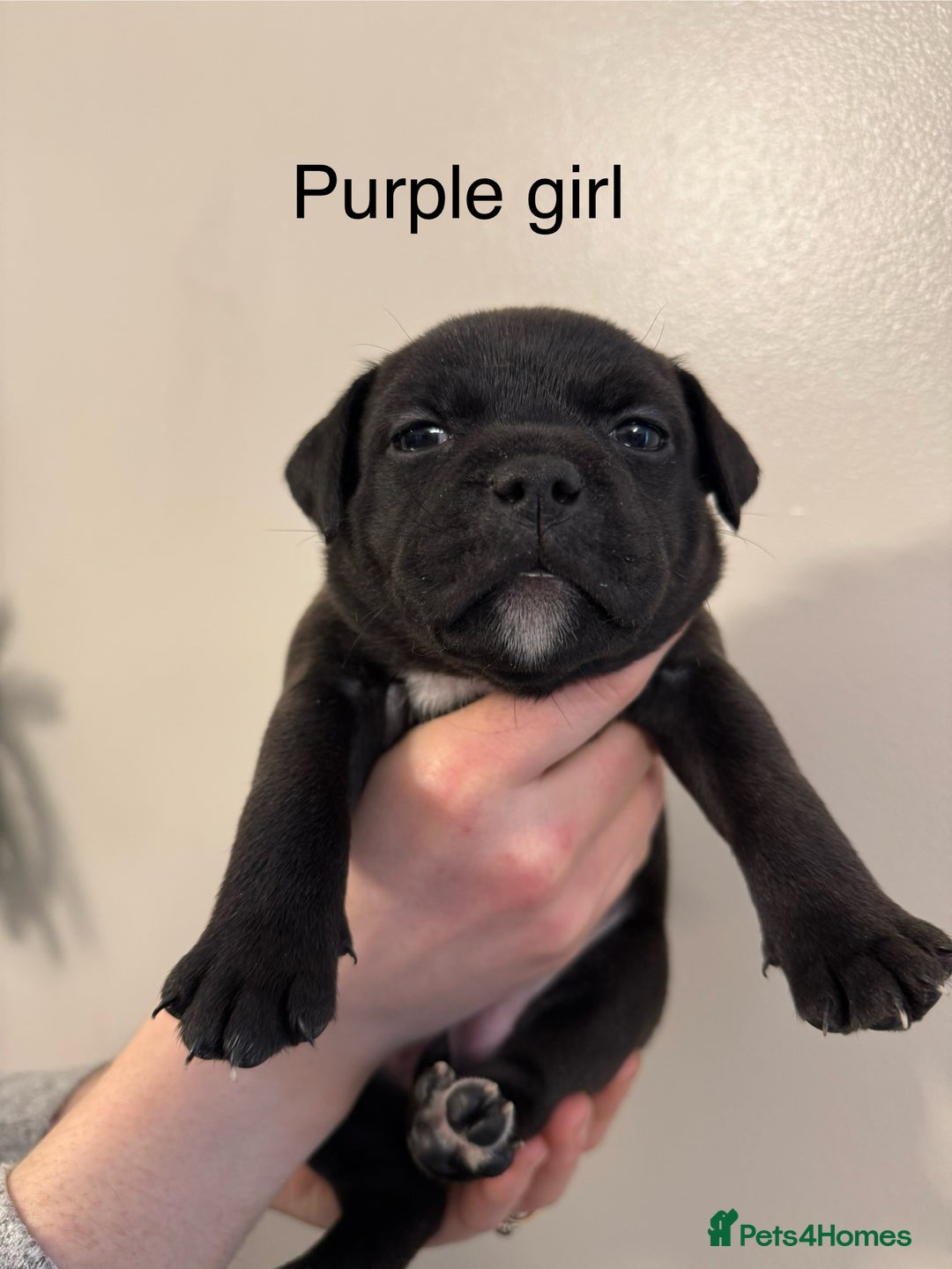 Staffordshire Bull Terrier dogs for sale: KC Staffordshire bull terrier puppies  - Advert 30