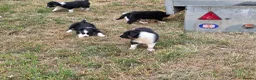 Border Collie dogs for sale: Border Collie Puppies for Sale  in Sleaford - Advert 8