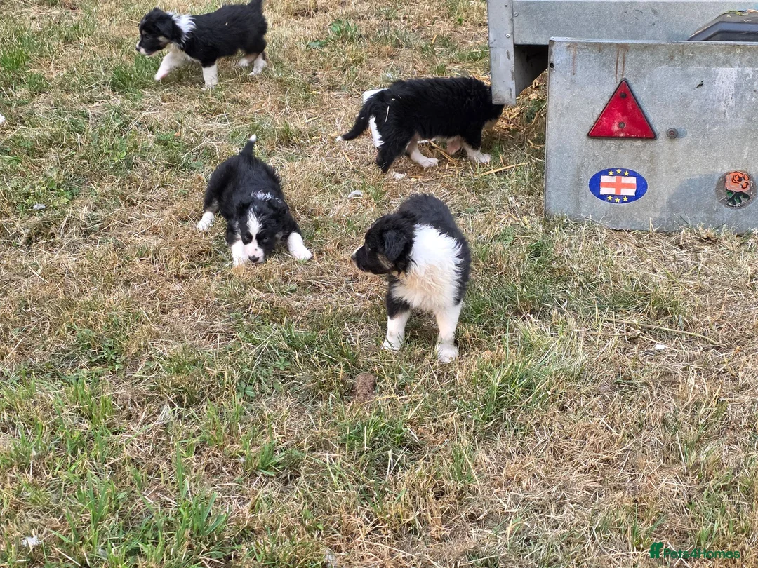 Border Collie dogs for sale: Border Collie Puppies for Sale  in Sleaford - Advert 8