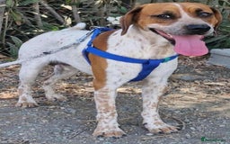Mixed Breed dogs for adoption: Terry needs a loving home  - Image 10