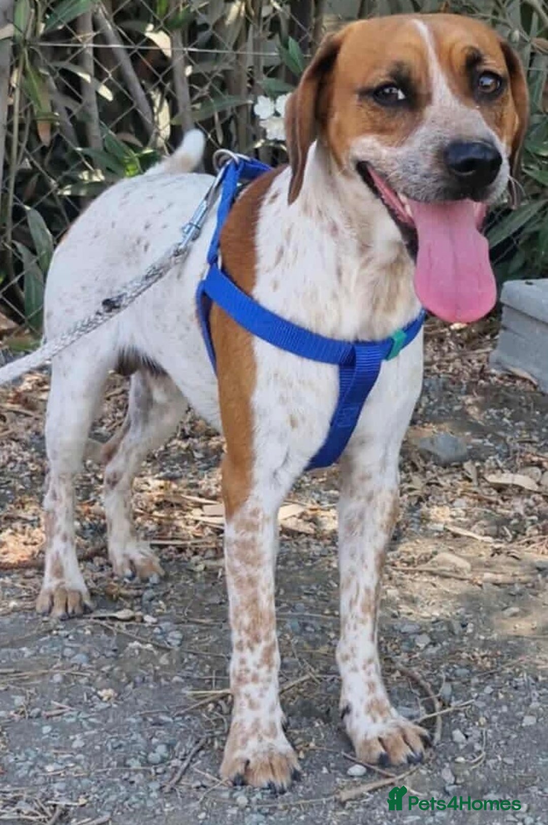 Mixed Breed dogs for adoption: Terry needs a loving home  - Image 10