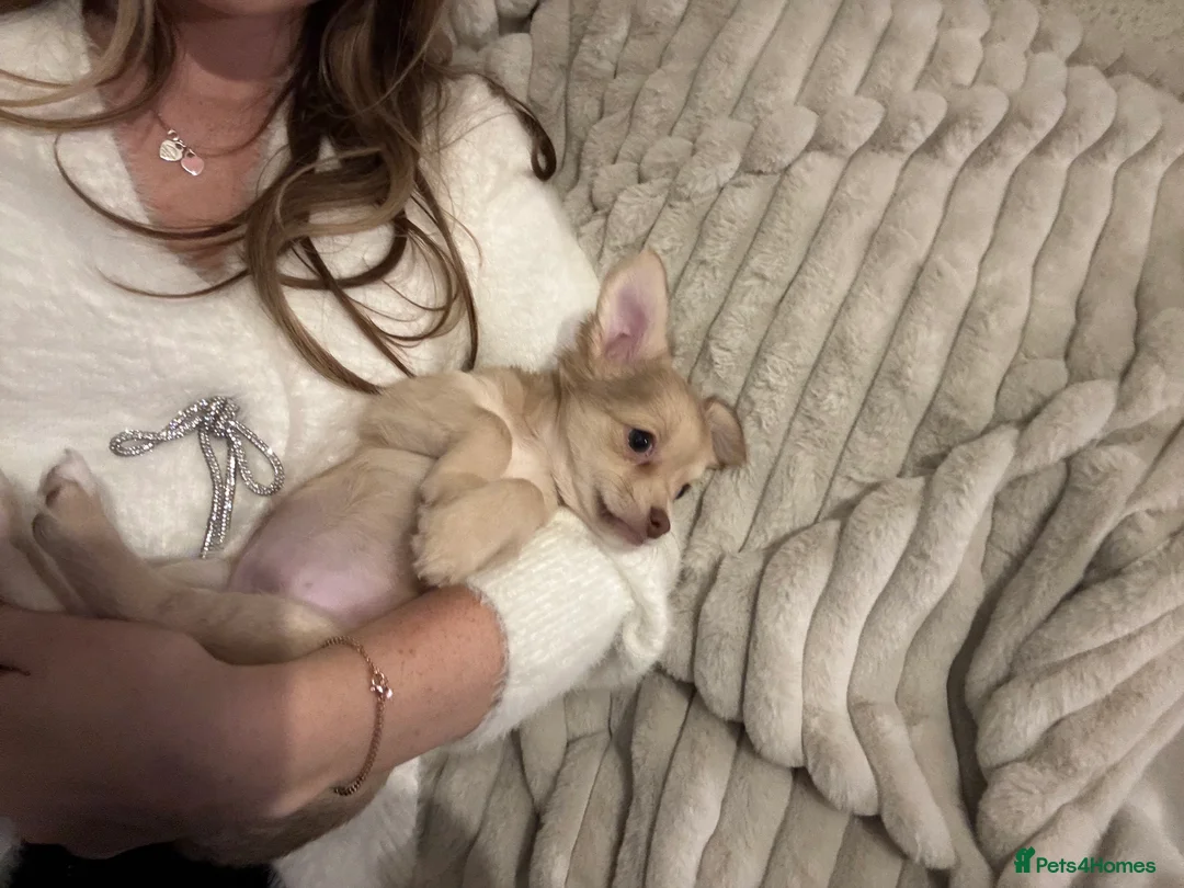 Chihuahua dogs for sale: Fluffy chihuahua girl 8 weeks old  - Advert 4