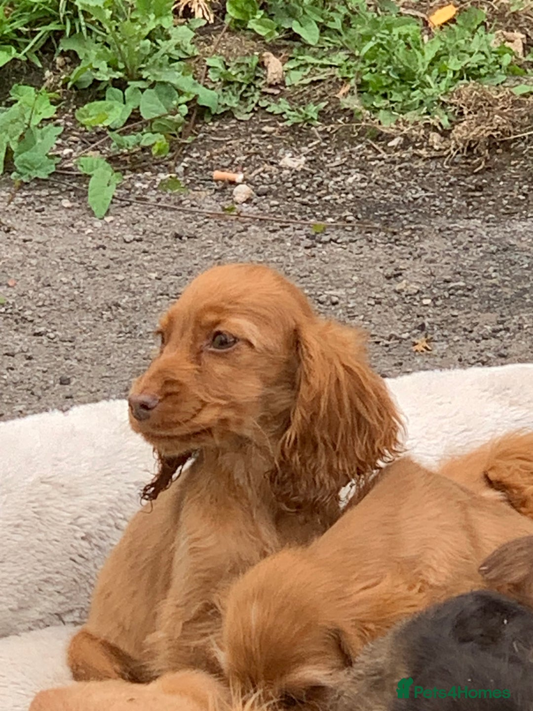 Cocker Spaniel dogs for sale: QUALITY KC SHOW COCKER SPANIEL PUPPIES - Image 19