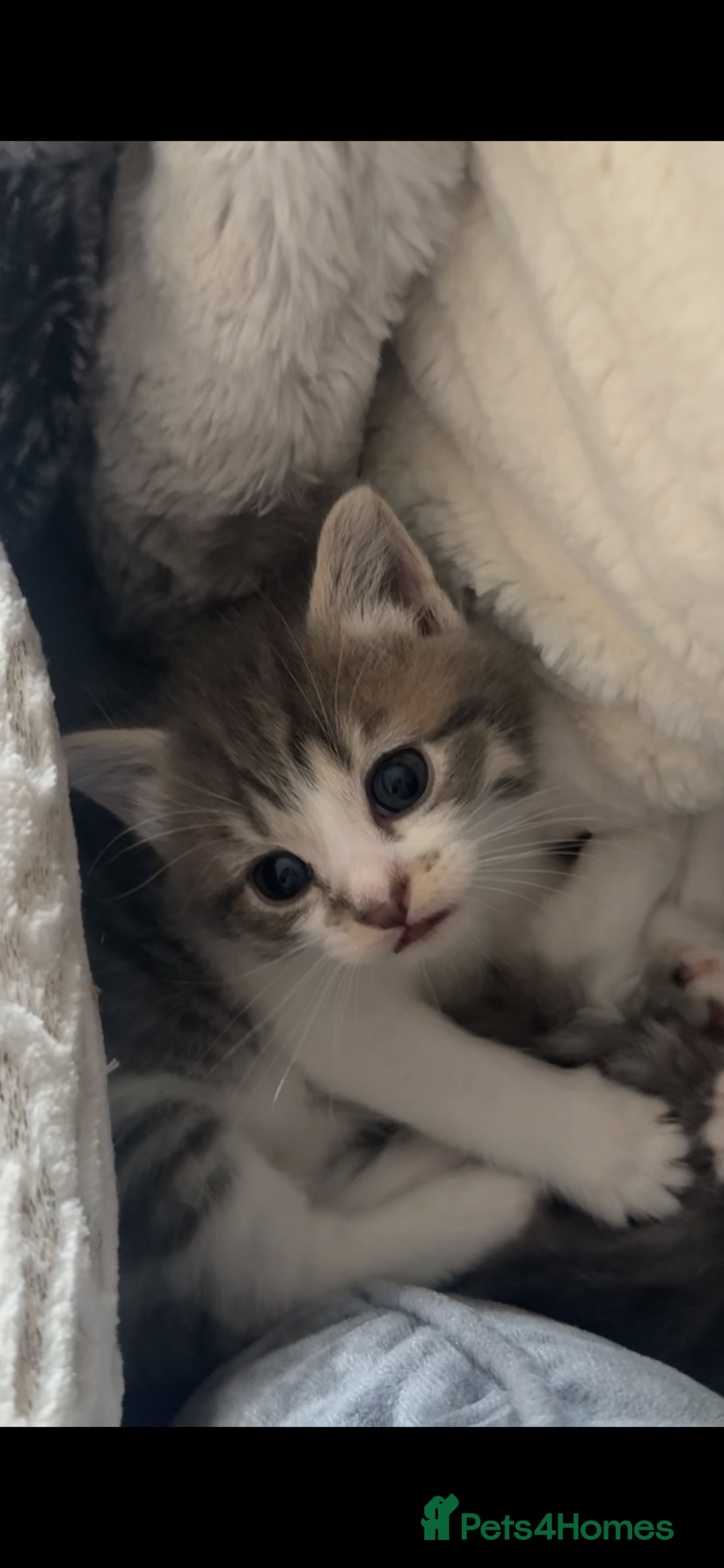 Domestic Shorthair cats for sale: 4 gorgeous kittens for sale - Image 10