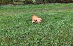 Cocker Spaniel dogs for sale: Kc registered mixed litter - Image 11
