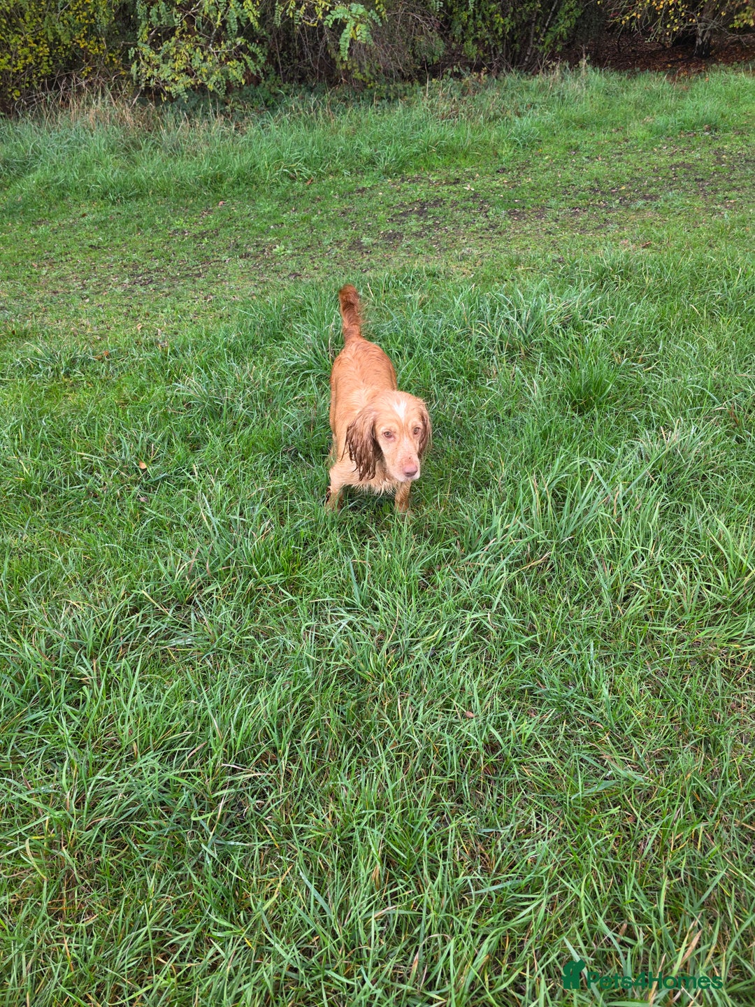 Cocker Spaniel dogs for sale: Kc registered mixed litter - Image 11