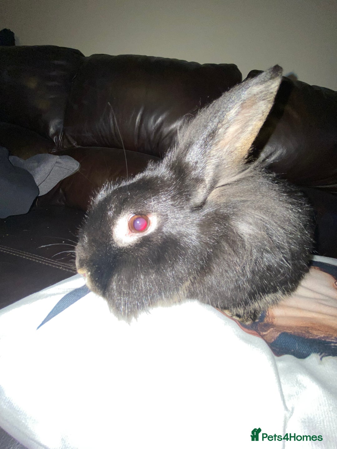 Silver rabbits for sale: Bumboclaat (Silver Marten x Lionhead Rabbit) - Advert 3