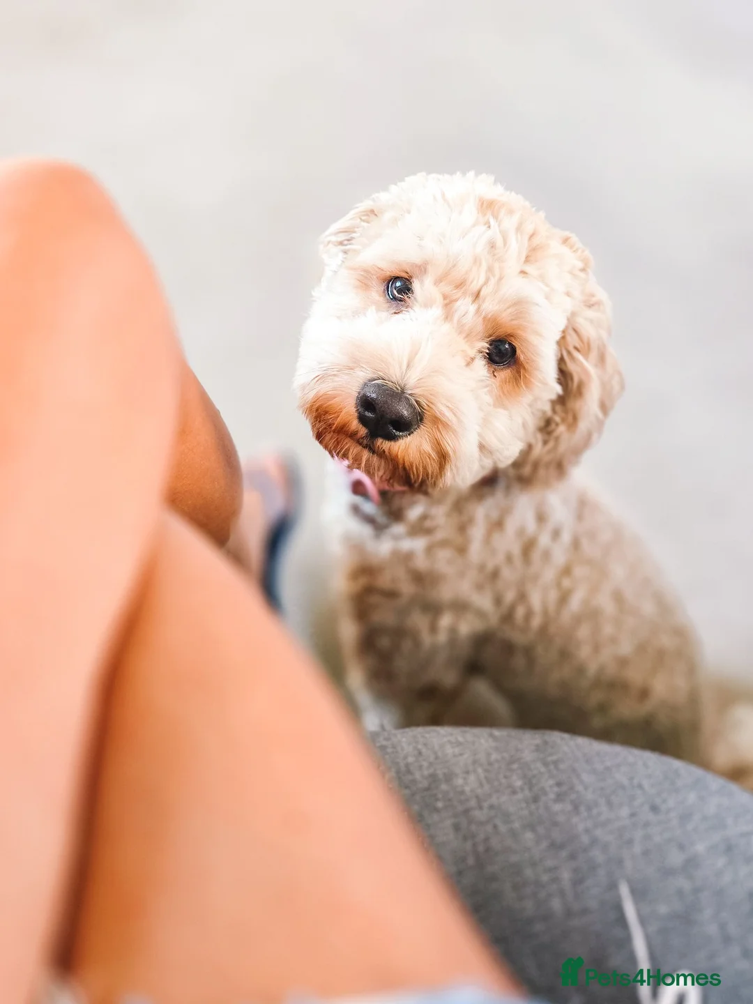 Cavapoochon dogs for sale: Cavapoochon Female – Looking for Forever Home - Advert 1