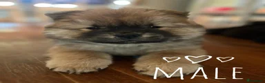 Chow Chow 1