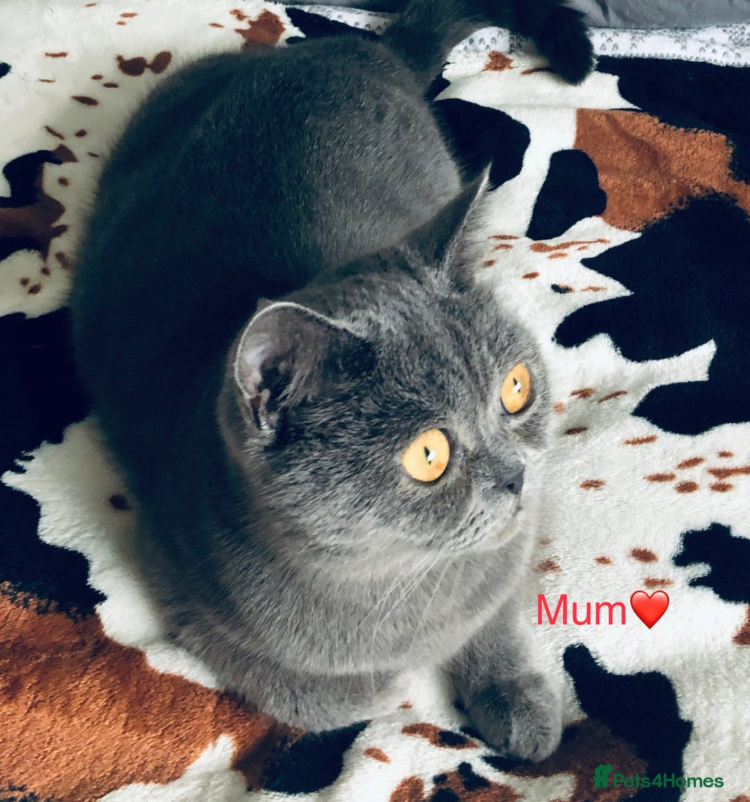 Scottish Fold cats for sale: Sale Scottish and Straight kittens 💗 - Image 14
