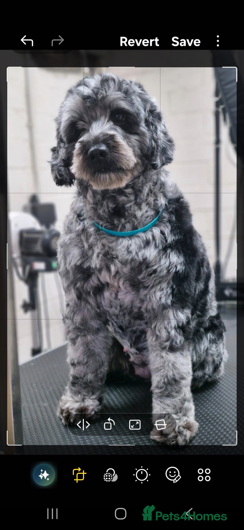 Cockapoo dogs Cockerpoo - Advert 1