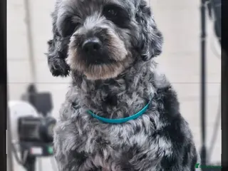 Cockapoo dogs Cockerpoo - Advert 1