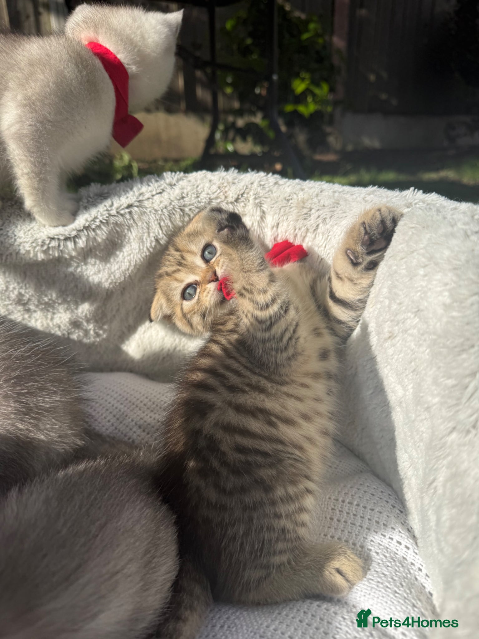 Scottish Fold cats for sale: Scottish Fold - Advert 5