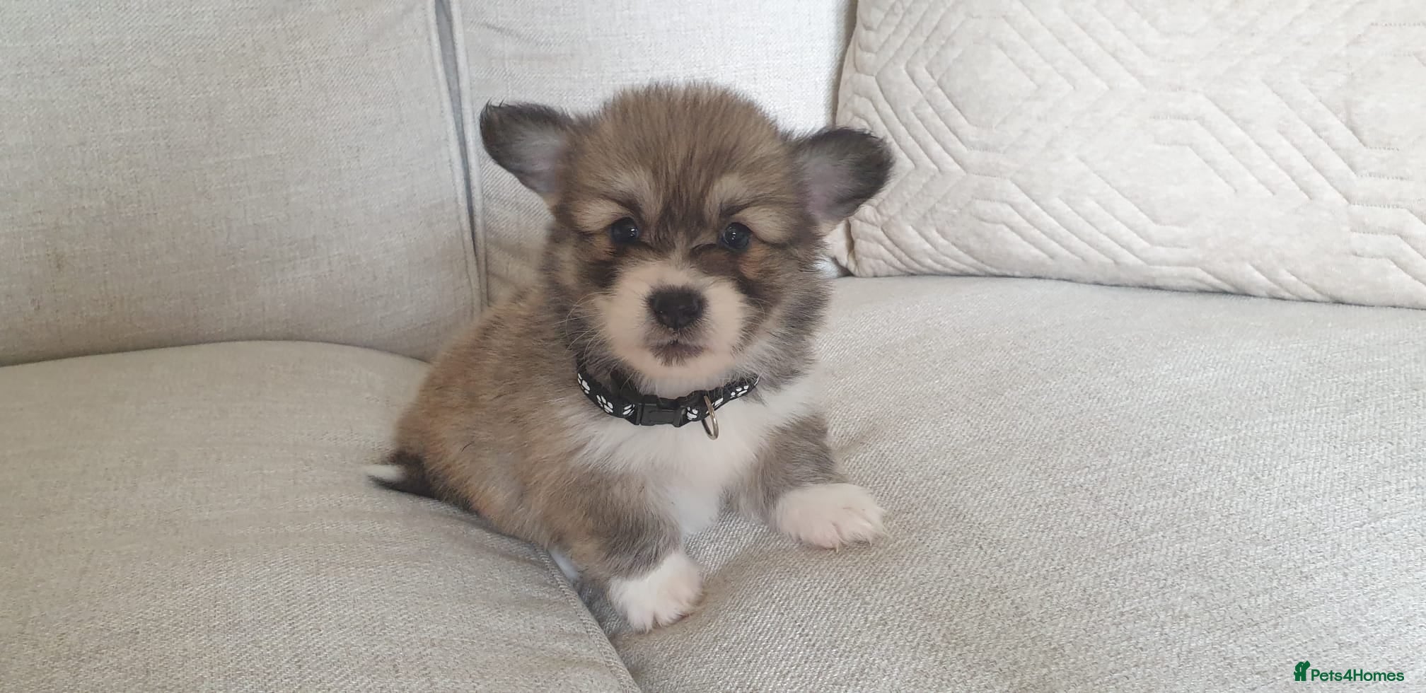 Welsh Corgi Pembroke dogs Ready this weekend Beautiful kc Corgi Puppies - Advert 1