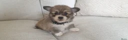 Welsh Corgi Pembroke dogs for sale: 8 Beautiful Kc Welsh Corgi puppies ready soon... - Advert 11