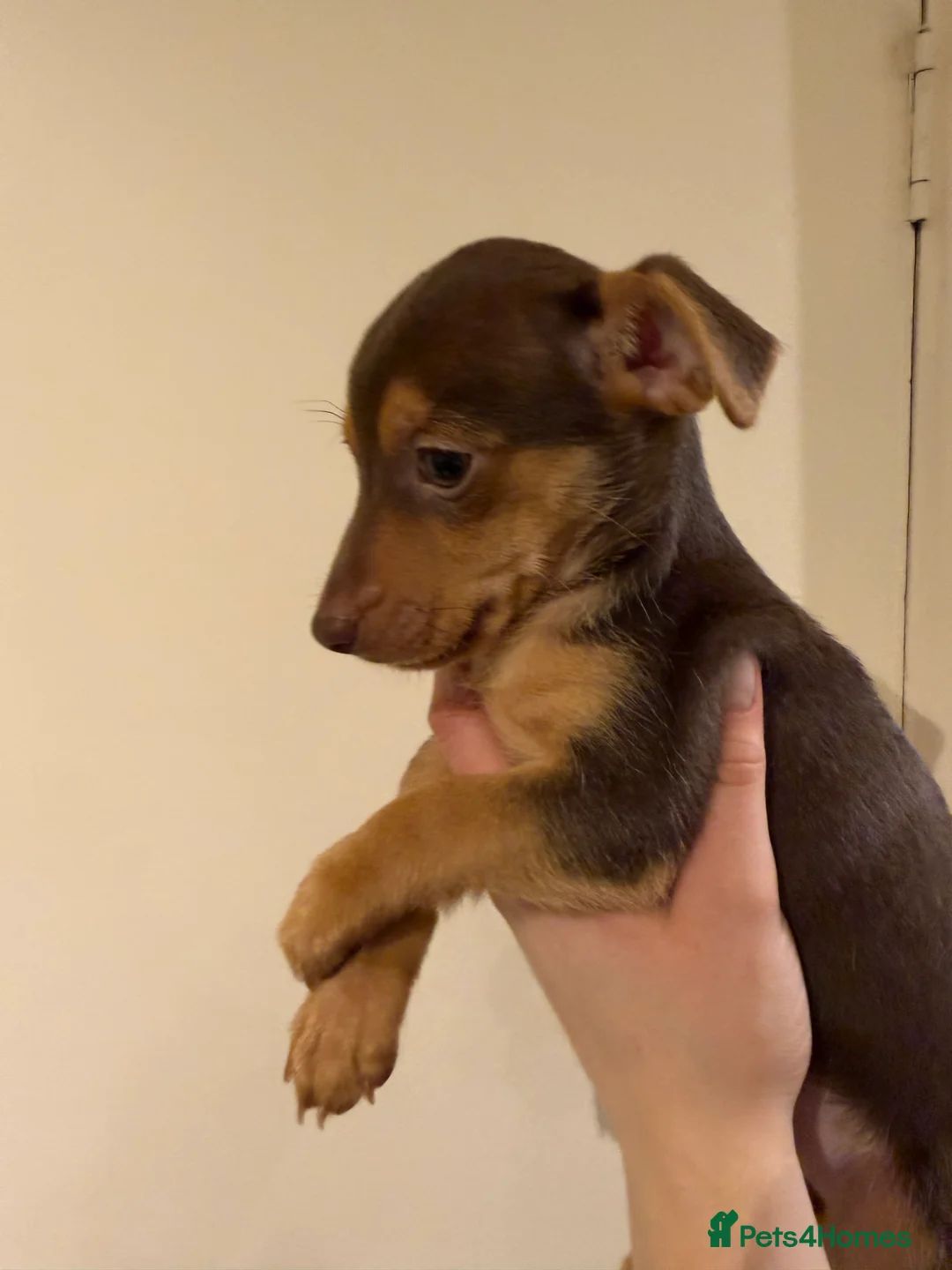 Jack Russell dogs for sale: Family Bred Beautiful Miniature Jack Russells - Advert 4