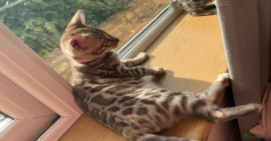 Bengal cats - Advert 12
